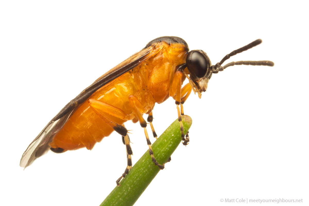 MYN Turnip Sawfly